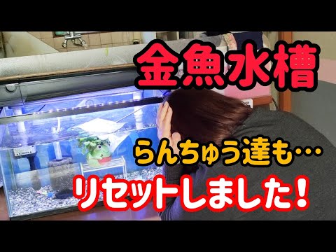 [金魚水槽]　らんちゅう水槽　丸洗いしました。金魚の病気が蔓延してる〰