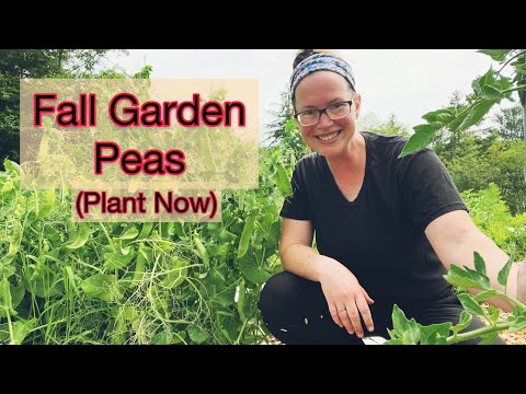 July Planted Peas/Beans for Fall Harvest | PNW Zone 8b