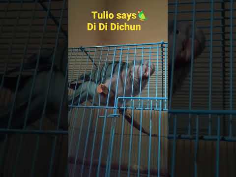 Tulio says Di Di Dichun with mom | #shorts #shortsfeed #shortsviral #shortsvideo #shortsyoutube