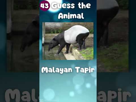 Guess the  Animal in Just 3 Seconds – Can You Do It?|The Quiz Show