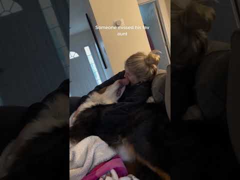 Bernese Mountain Dog Cuddles | Cute Dog Videos