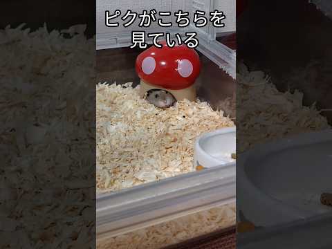 呼ぶと来てくれる？ハムスター（ピク）#ハムスター #hamsters #可愛い #癒し #ふわふわ#ジャンガリアンハムスター #手乗りハムスター