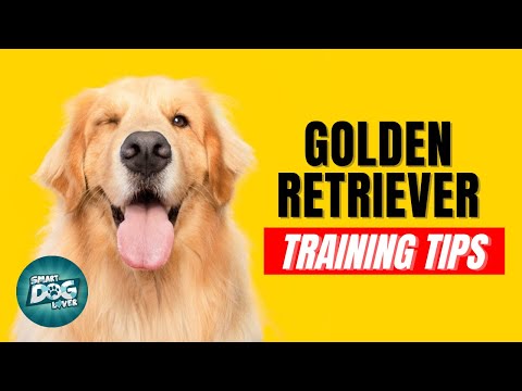 How to Train Your Golden Retriever | Best Golden Retriever Puppy Training Tips