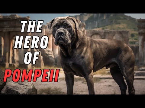 Cane Corso Facts: The Hero Dog of Ancient Pompeii