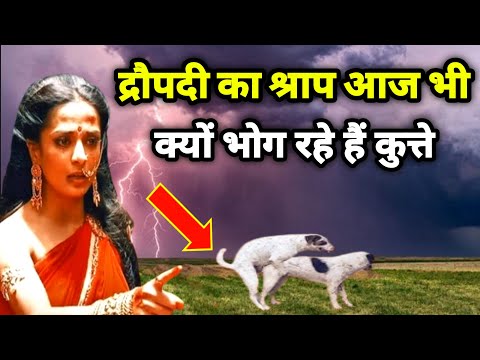 द्रौपदी ने कुत्तों को क्यों दिया श्राप | why dropati caused dogs