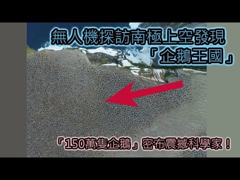 人類抵達不了的地方！無人機探訪南極上空發現「企鵝王國」，「150萬隻企鵝」密布震撼科學家！