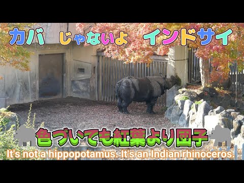 カバじゃないよインドサイ　🦏色づいても紅葉より団子🦏（東山動植物園）It's not a hippopotamus. It's an Indian rhinoceros.