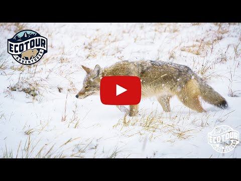 Coyote hunts Trumpeter Swan in Grand Teton National Park!