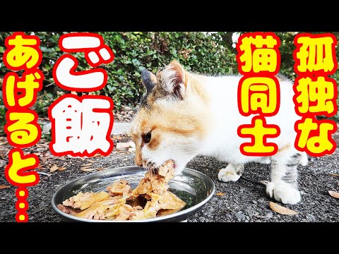 孤独に生きる猫たちにご飯あげたら・・・ 地域猫ボランティアさん急逝後に火事エリア さくらねこへの給餌 癒され野良猫動画 感動猫動画