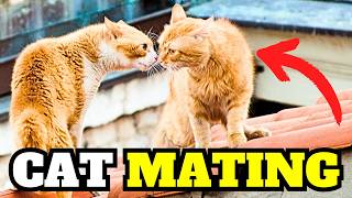 CAT MATING Experts Reveal 6 Shocking Key Points