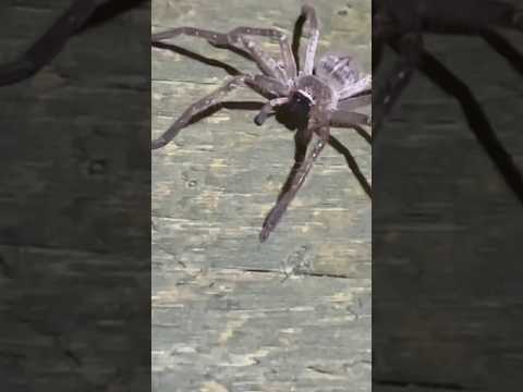 Meet Wolfie my Cabin Spider