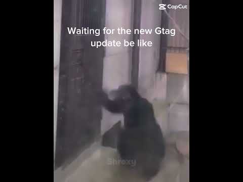 Gorilla freak out