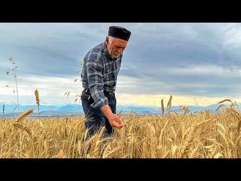 60 Days Of Hermits Life In A Forgotten Mountain Village: Harvesting Field Barley And Cooking Dolma