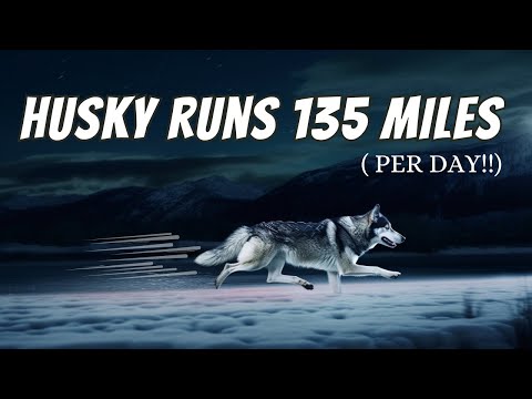 How These Huskies Run 134.92 Miles PER DAY