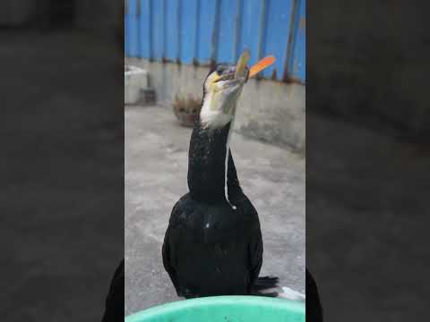 How fast do cormorants eat fish?