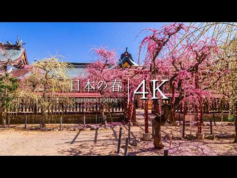 Spring Splendor in Mie: Yuuki Shrine's Plum Festival - JAPAN in 4K