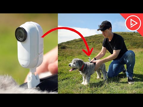 Ultimate Pet Cam? Testing Insta360 GO 3 on My Dog