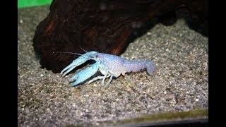 Crayfish Care Video