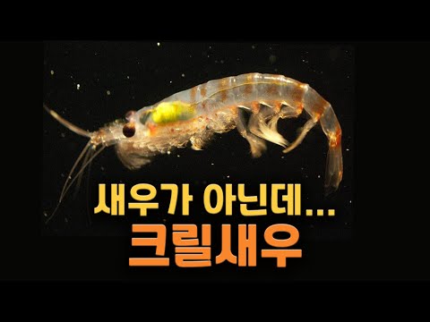 Krill that says it's a shrimp even though it's not