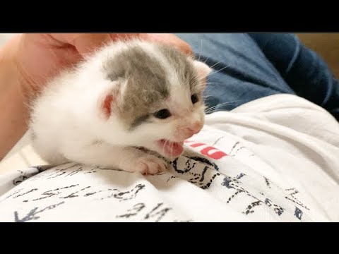 母猫を探しているのか鳴き続ける赤ちゃん猫