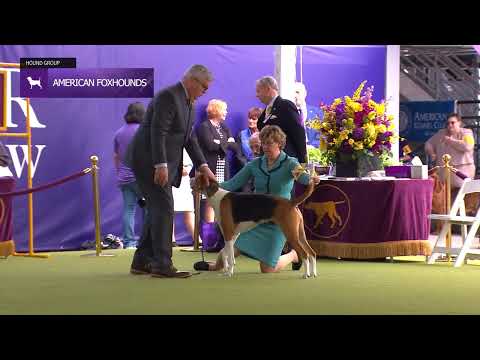 American Foxhounds | Breed Judging 2024