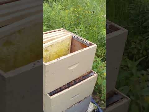 Check the comments for more beekeeping content!