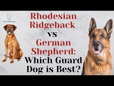 Rhodesian Ridgeback vs German Shepherd: Which Guard Dog is Best?