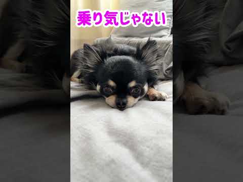 全然気分のらない…#shorts #チワワ #チワワ大好き #dog #癒し #犬のいる生活 #funnydogs ＃animal#animal