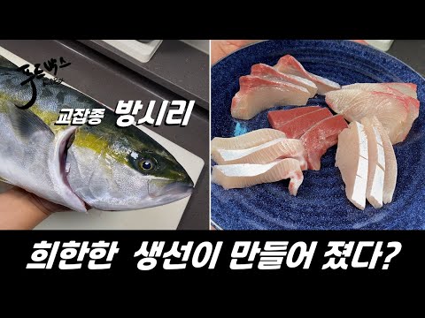 [유튜브최초] 이상한 잡종이 시장에 들어왔다! 하이브리드 방시리! 그 베일을 벗깁니다