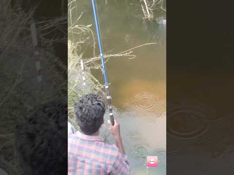 #entertainment #fishing #அழகாக 🐟🎣🐠மீன்கள் பிடிக்கும் காட்சி#trendingshorts #trendingreels