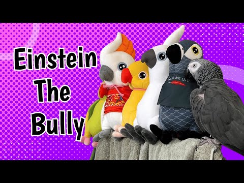 Einstein the Plush Toy Bully – A Hilarious Tossing Spree!