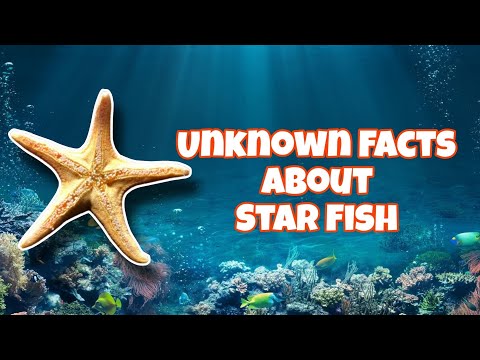 Unique Facts About Star Fish | A short Documentary on Star Fishes