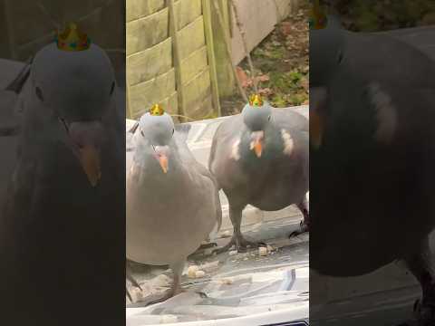 Hungry pigeons eating bread again 🥰🕊️🦅#shortsvideo #bird #birdseating