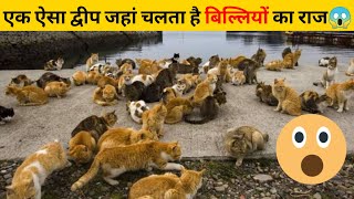 एक ऐसा द्वीप जहां चलता है बिल्लियों का राज😱 | #shorts #newfactsvideohindi #ytshorts