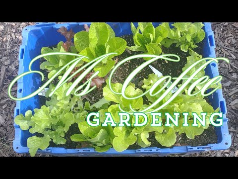 Community Garden update