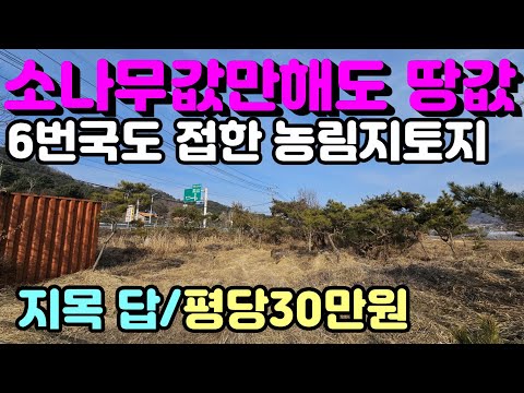 6번국도에서 바로 진출입이 가능하고 수형좋은 소나무가 식재되어 있는 농림지역내 농업진흥구역 644평 양평토지 평당 30만원 급매추천