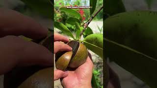 🌿 Black Sapote’s Sweet Secret 🍫 #sustainableliving #blacksapotefruit #naturalproduce #freshharvest