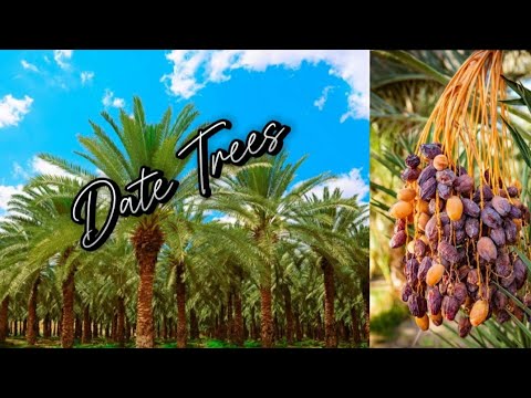 Al Mirfa Roadside Date Trees | Al Mugheirah Al Mirfa | Sk's Tasty Dishes