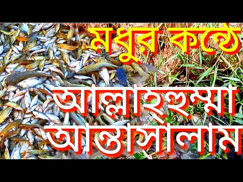 Allahumma Antasalam Dua | islamic dua with fish video| nature fish video