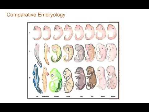 Comparative Embryology