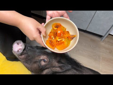 A pig with sparkling eyes, pleading to eat a fruit