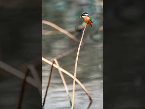 Kingfisher catching fish 🐟 | underwater dive | धीवर पक्षी (खंड्या) #shorts#viral#fishing#bird