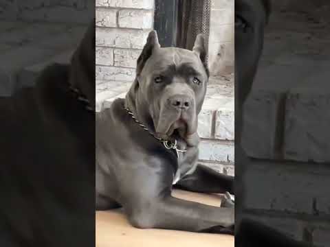 Achilles was 8 months here he is a Cane Corso Puppy. Follow us for more videos!