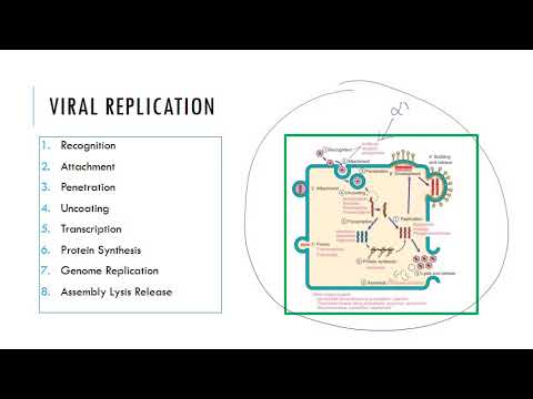 Intro to Viruses