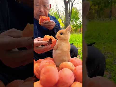 rabbit lemon fruit eating 🥝... #animals #fruit #pets