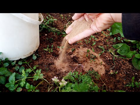 From Waste to Wonder: How Sawdust Can Supercharge Your Garden!