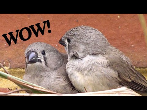 Zebra finch ke chicks🐤🐤aur setup ki renovation