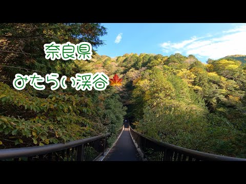 天川村　みたらい渓谷(奈良県) 後編　14時頃なのにもう陽が沈むよ　2024年11月9日　Mitarai valley Nara