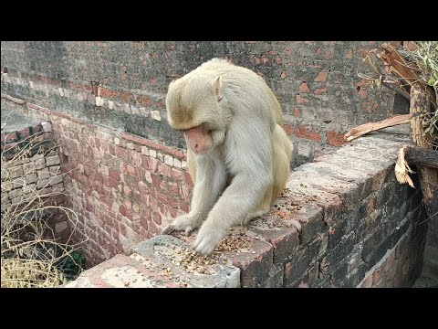 Bandar wala | monkey video | bandar bandar | bandar wala cartoon | bandar | bandar wala comedy