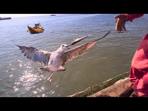 The best way to suffer birds in the sea / Starting fish catching in Ibrahim hyderi karachi